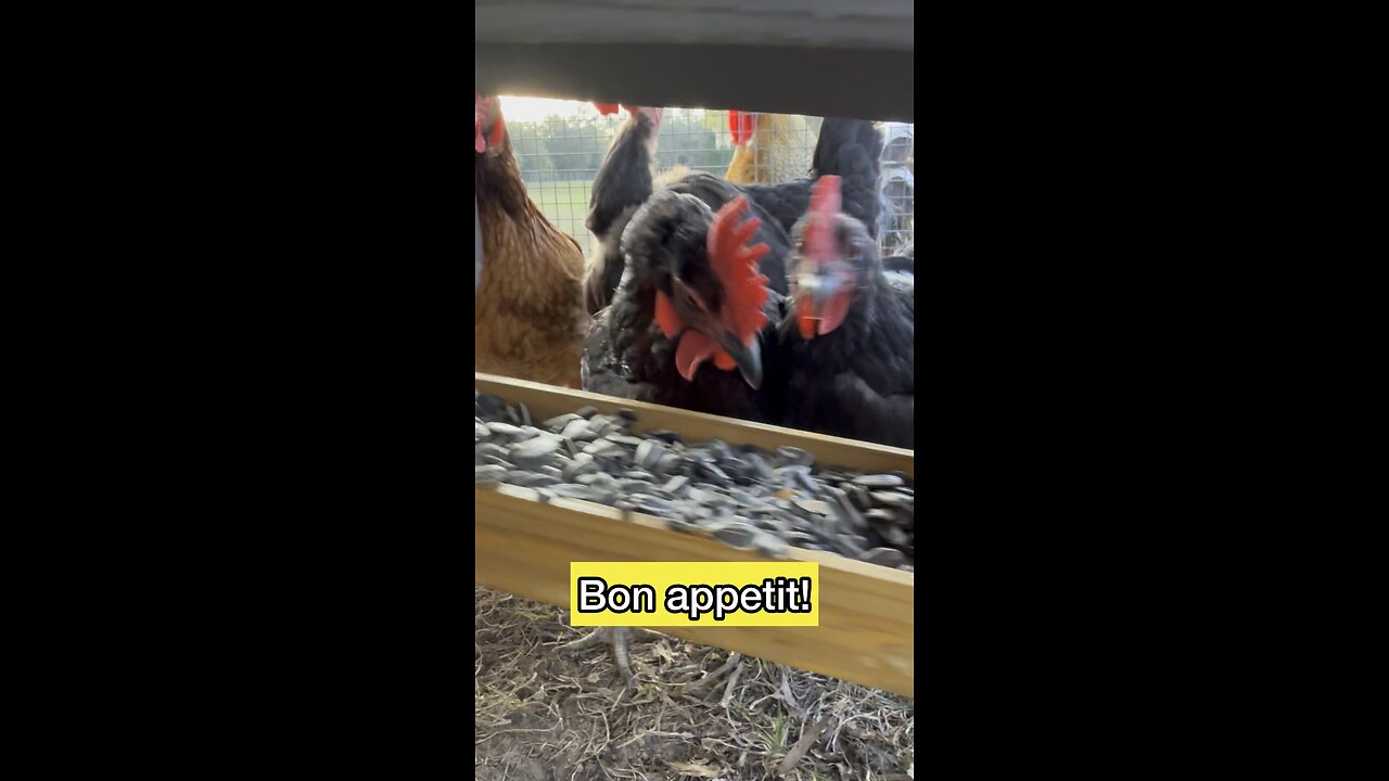 Fine dining for chickens