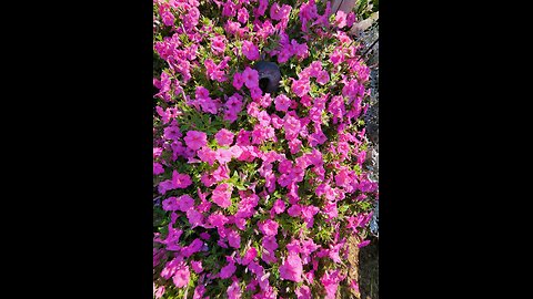 Deadheading an American Derby Rose