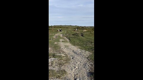 Grayson Highlands Life! #yeshua #jesus #trail #hiking #nature #horse #hiking-trail #naturetrail