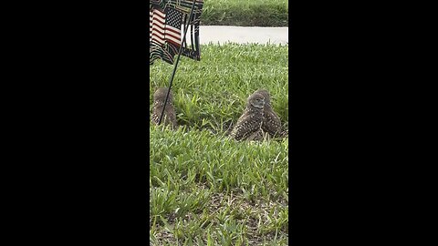 Baby Burrowing Owls Day 50 Out! | 4K