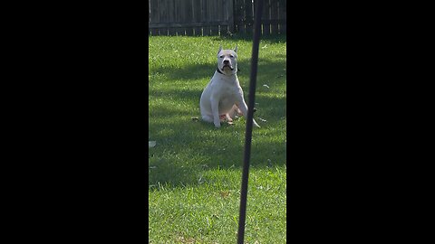 Dogo Argentino encounters.