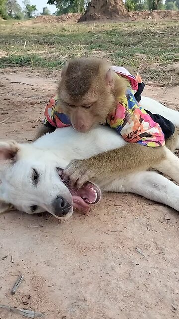 Perfect video SokYaa, OG, Pao & Mom Are Famous Around The World #shorts #anime #trend #edit