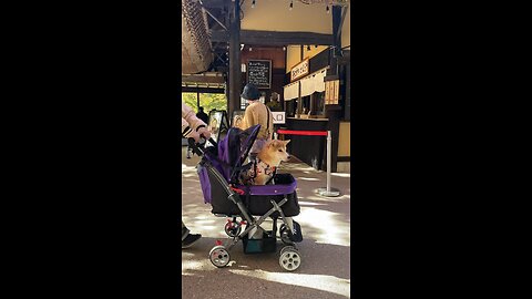 Japan dog