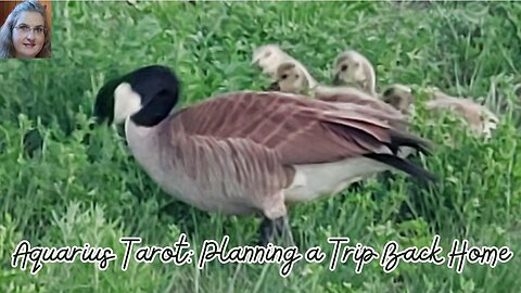 Aquarius Tarot Deep Dive: Planning a Trip Back Home