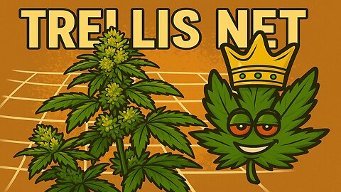 Late Flower Trellis Strategy 🌿 | Support = Bigger Buds