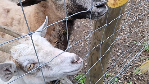 goats eating bananas