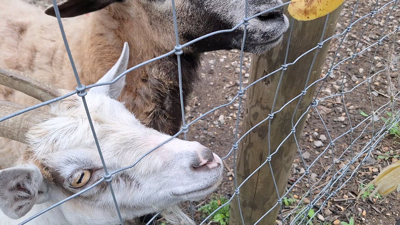 goats eating bananas