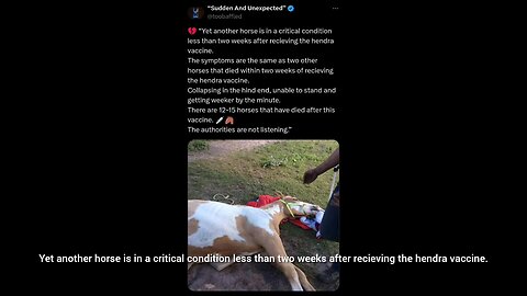 Hendra Vaccine Is Killing Horses