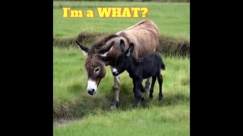 “I’m a WHAT?!” 🫏💀 Baby Donkey Drops Unexpected Poetry