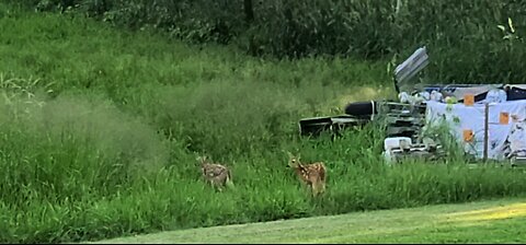 2 Fawns
