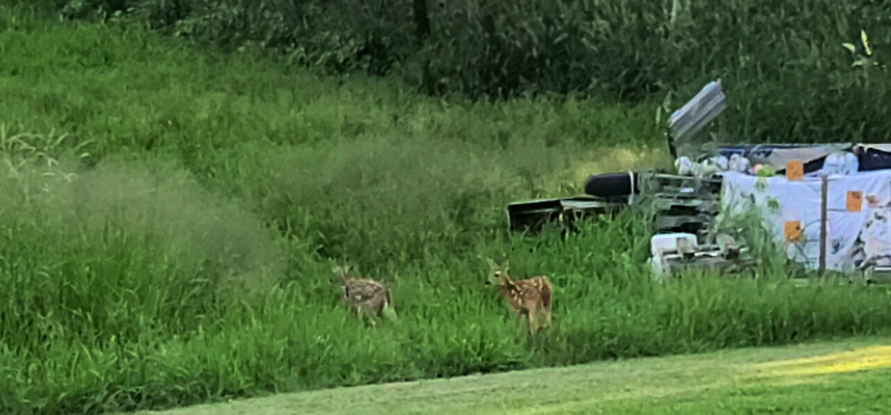 2 Fawns