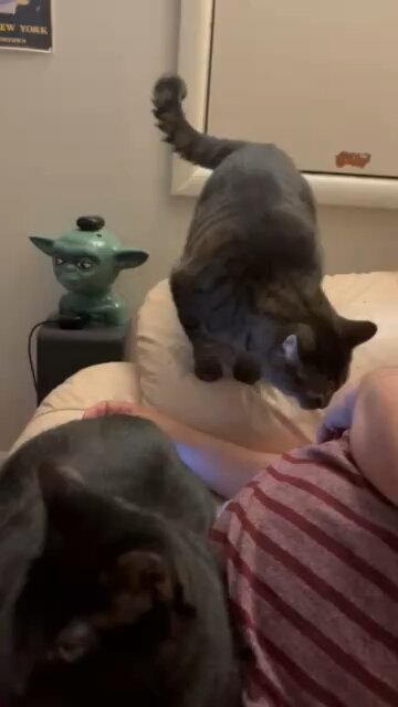 When the cats want attention