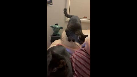 When the cats want attention