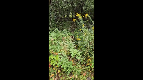 Nature - For Your Health