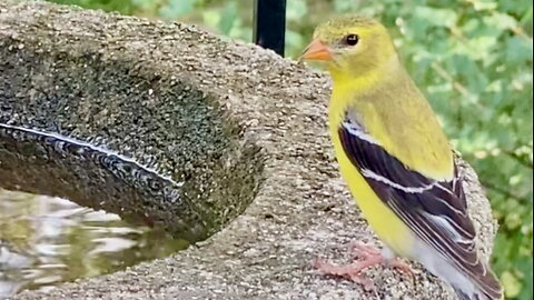 Goldfinch Stops By for a Drink