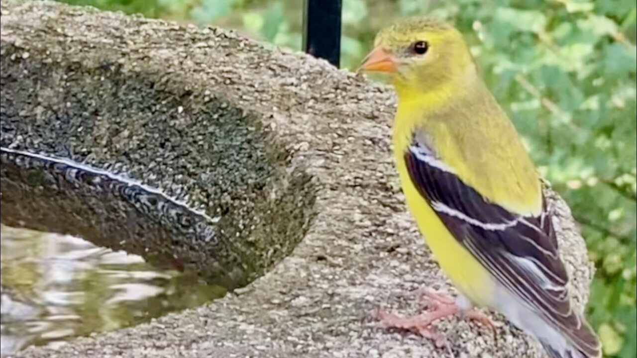 Goldfinch Stops By for a Drink
