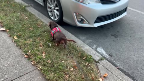 He loves go out for a walk!