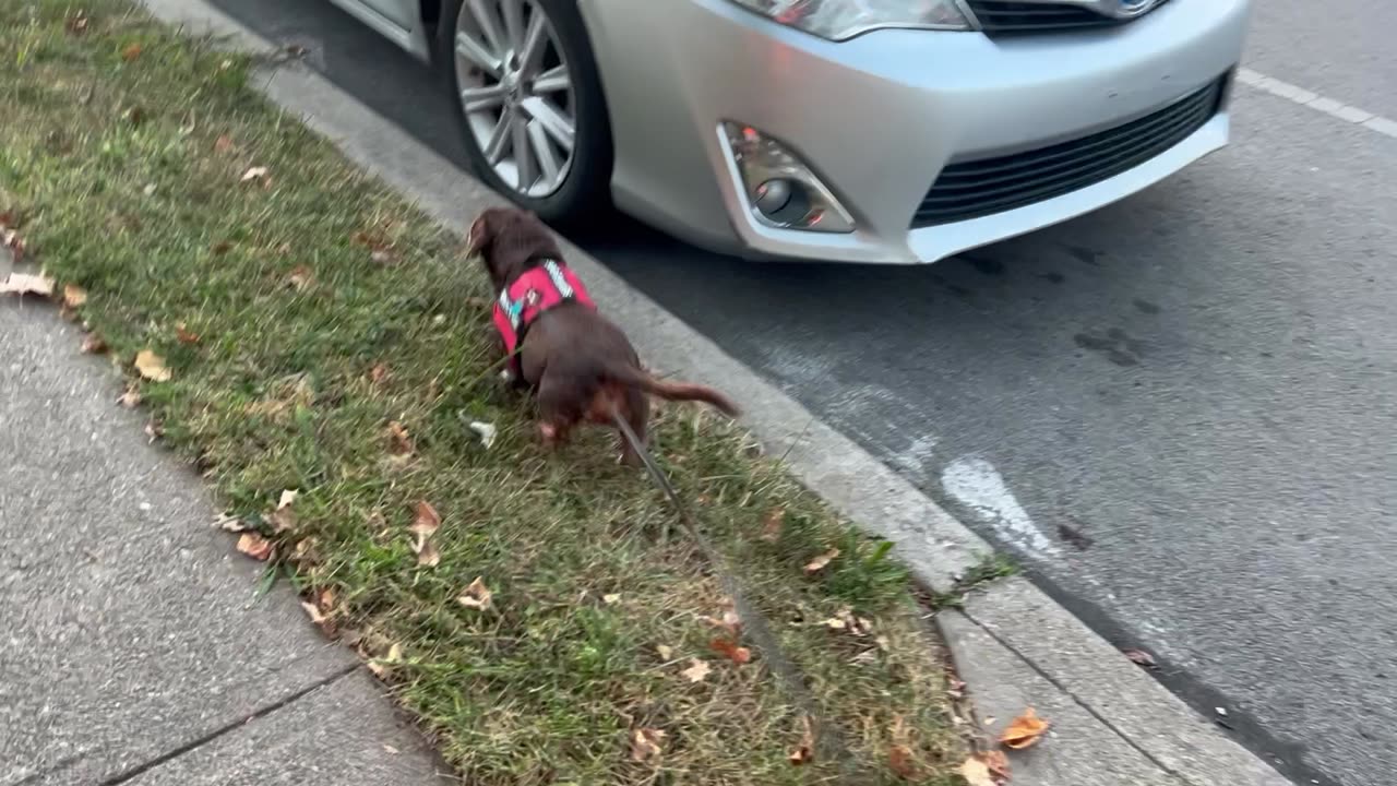 He loves go out for a walk!
