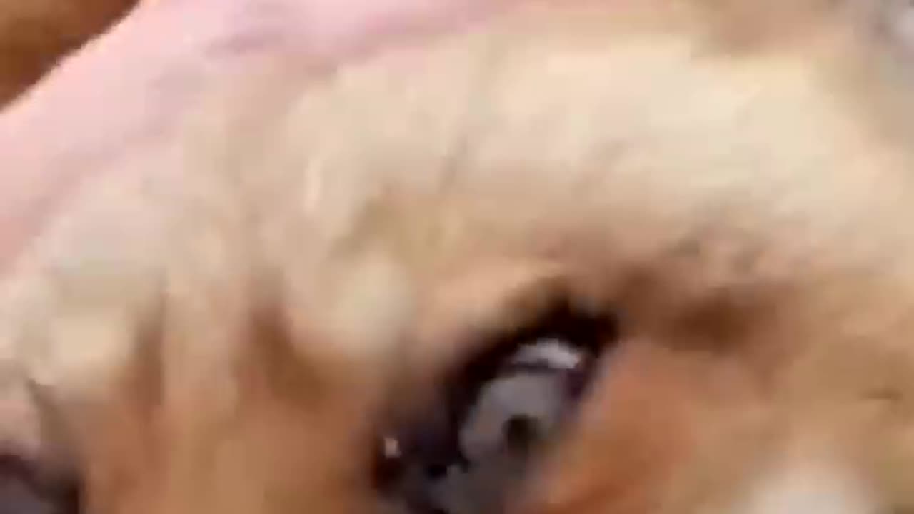 Fox core