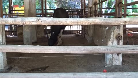 cow
