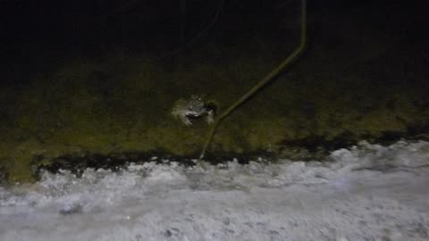 Adorable toad swims adorably
