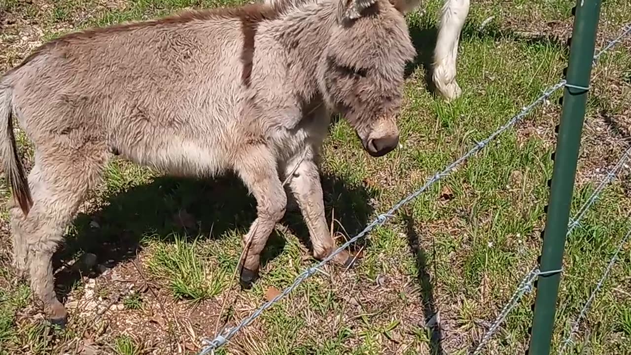 Shiloh's Retreat Update 2 continued