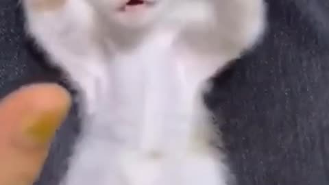 Cute and Funny Animals Videos