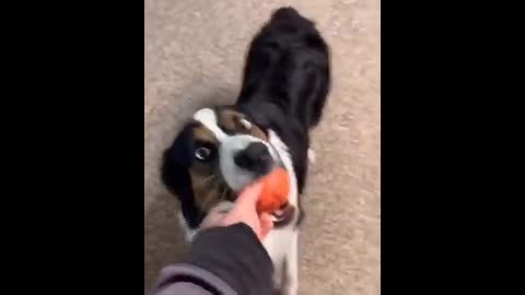 FUNNY TIKTOK CATs AND DOGs (DONT LAUGH CHALLENGE)