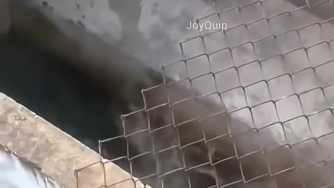 crocodile core :