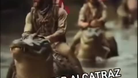 Alligator arrive et près à commencer le travail