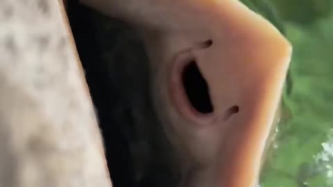 "Ray Fish Eats With a Smile – Nature's Hidden Emotions Revealed!"