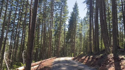 Truth About Timber: Skamania County Caught In The Middle.