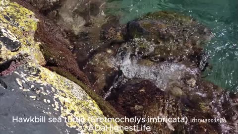 A Hawkbill Sea Turtle