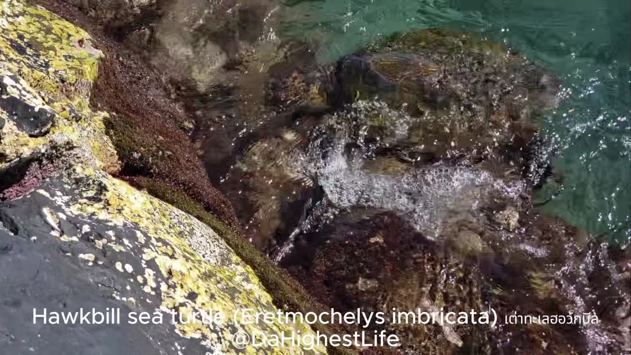 A Hawkbill Sea Turtle
