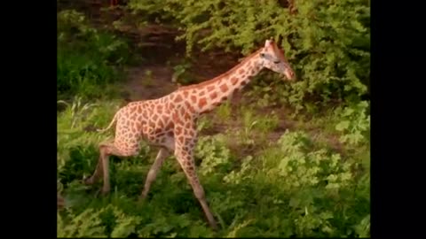 Baby Einstein - World Animals (part 2 of 2)