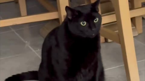Precious Piper Shows How To Display a Cat Figurine - Adopting a Cat from a Shelter Vlog #shorts