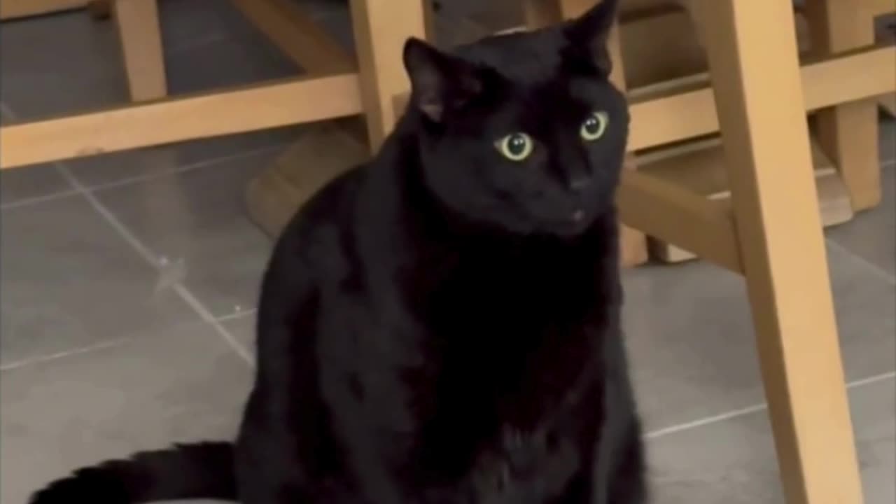 Precious Piper Shows How To Display a Cat Figurine - Adopting a Cat from a Shelter Vlog #shorts