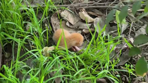 loyal furball healed by kind hands in quiet yard
