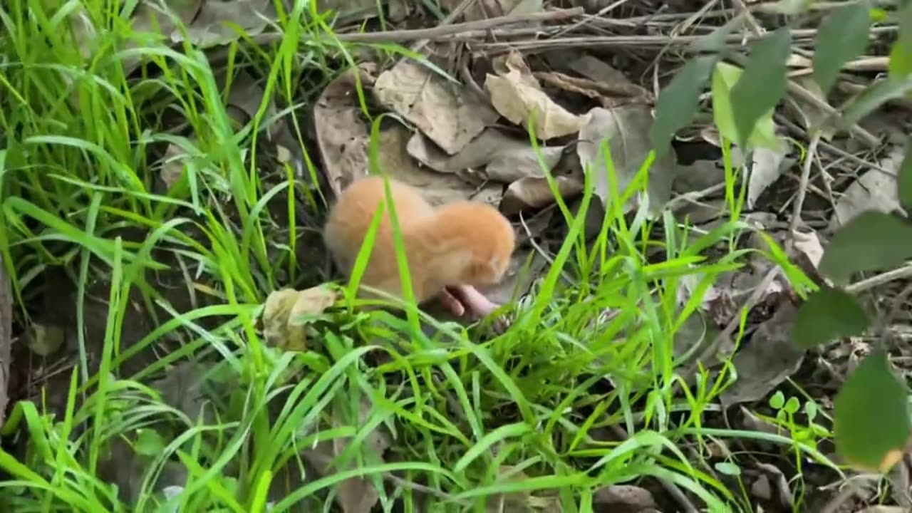 loyal furball healed by kind hands in quiet yard