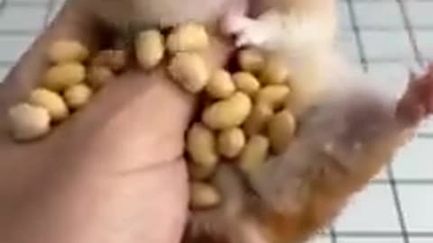 the never ending amount of peanuts in cheek pouches of this hamster 🐹