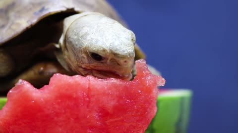 Turtle ASMR: Satisfying Watermelon Crunch Sounds