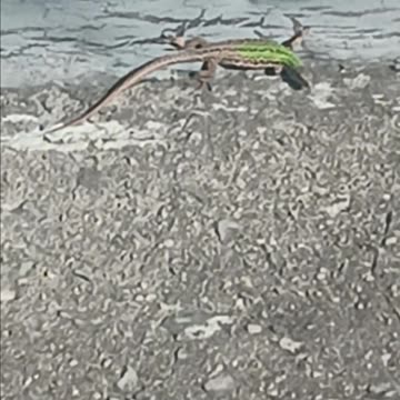 Italian wall lizard