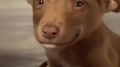 Puppy can`t stop smiling after being adopted ❤️😊