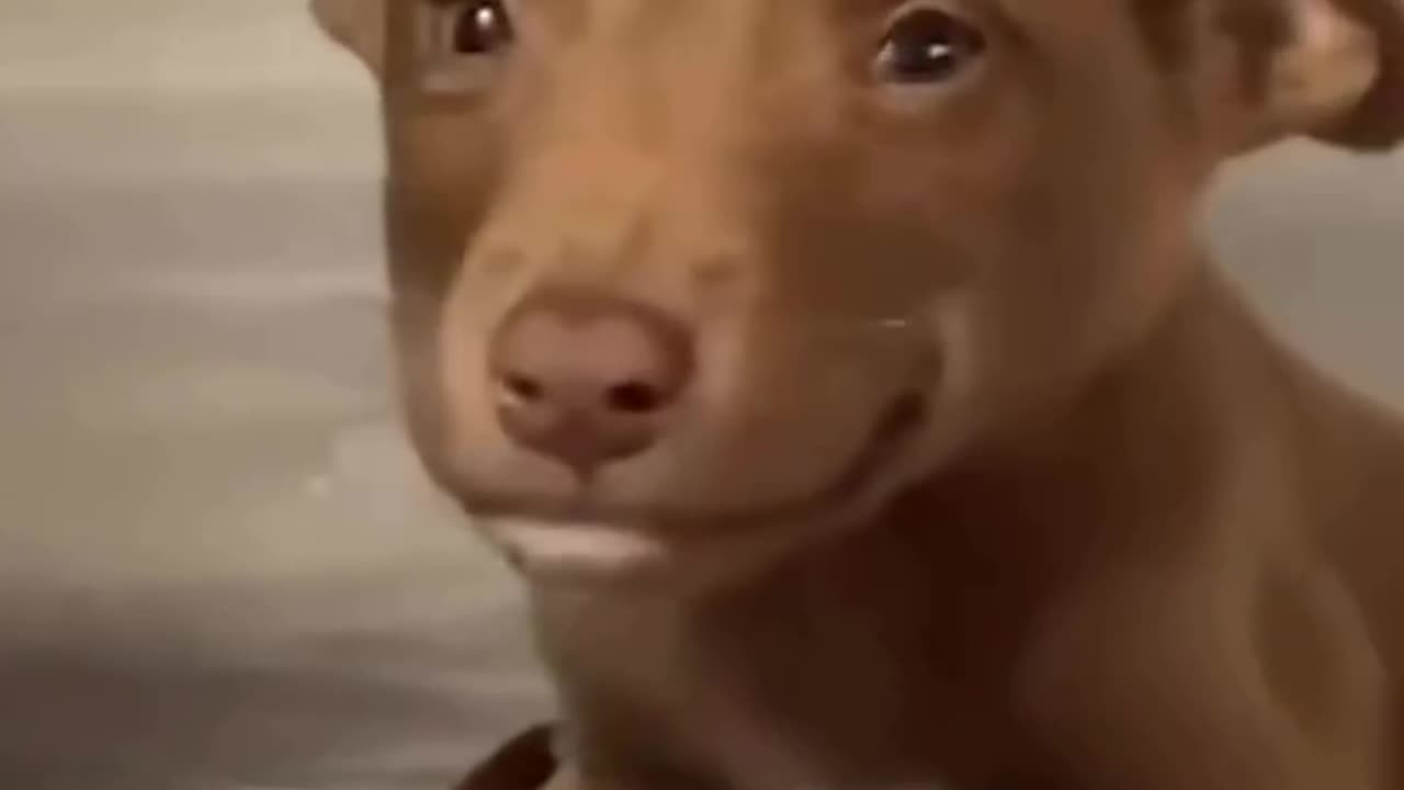 Puppy can`t stop smiling after being adopted ❤️😊
