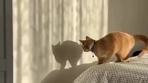 🤣🐱 Cat Thinking It's a Shadow Boxer Will Crack You Up! | FunFM