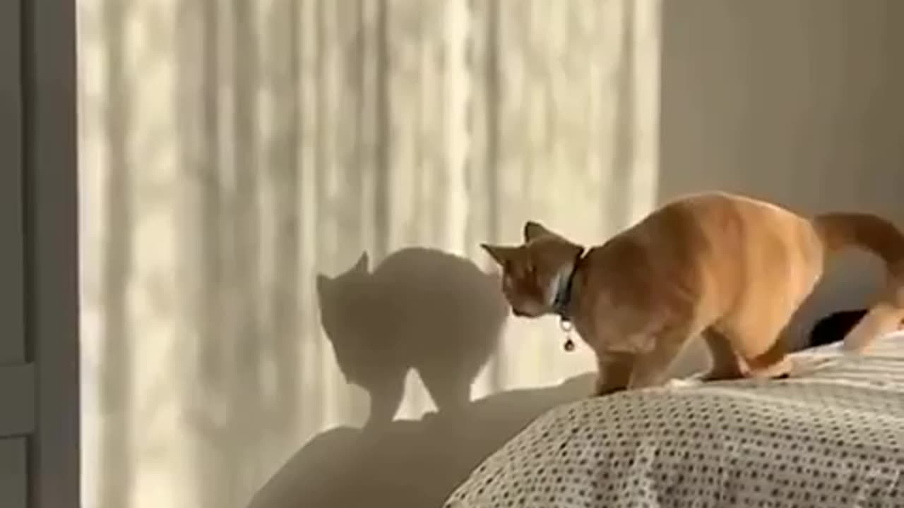 🤣🐱 Cat Thinking It's a Shadow Boxer Will Crack You Up! | FunFM