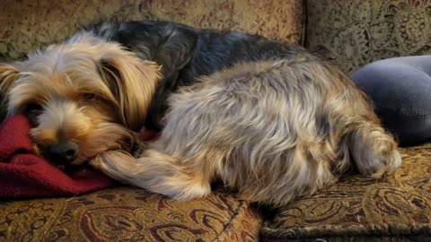 Is Batman a Good Boy? #funnydogs #yorkies