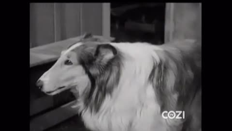 Lassie - Episode 168 - 'The Cat Who Came To Dinner)