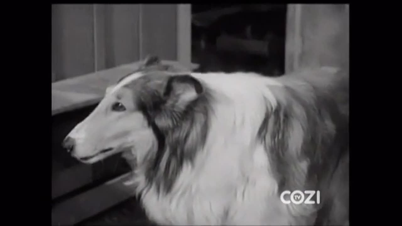 Lassie - Episode 168 - 'The Cat Who Came To Dinner)