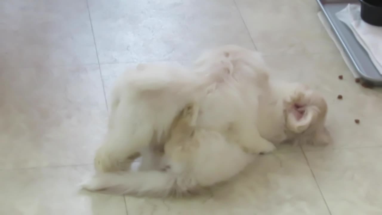 The Bully
